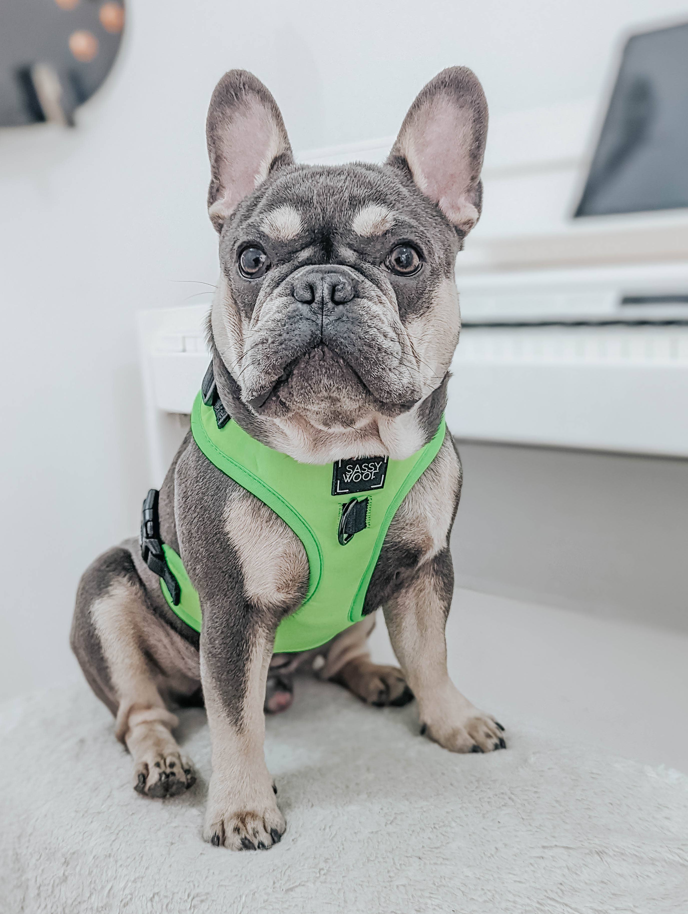 SASSY WOOF - Dog Adjustable Harness - Neon Green: XXS